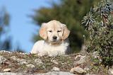 GOLDEN RETRIEVER 576